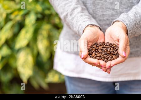Le mani delle donne che tengono alcuni chicchi di caffè vicino ad alcune piante. Foto Stock