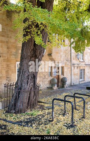 Ginkgo biloba. Maindenhair albero in autunno a Chipping Campden High Street. Chipping Campden, Cotswolds, Gloucestershire, Inghilterra Foto Stock