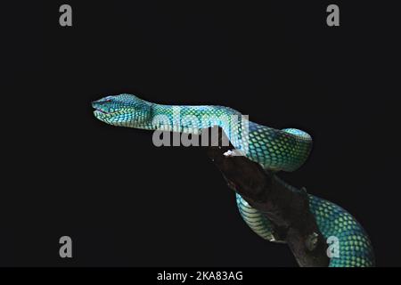 Un primo piano di una vipera da pozzo dello Sri Lanka su sfondo nero Foto Stock