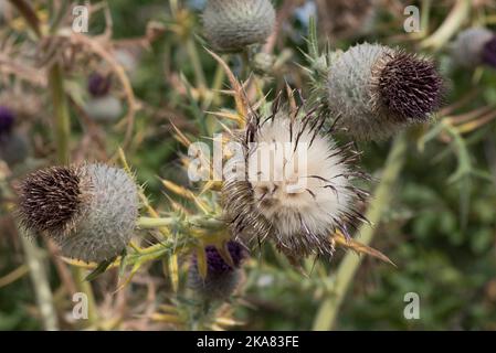 Teste di semi di un cardo di lana (Cirsium eriofhorum) fiori morenti e testa di semi di apertura con pappus prima della distribuzione, Berkshire, agosto Foto Stock