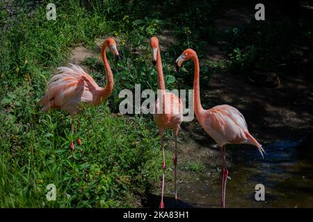 Tre bellissimi fenicotteri rossi appollaiati in acqua in una giornata di sole Foto Stock