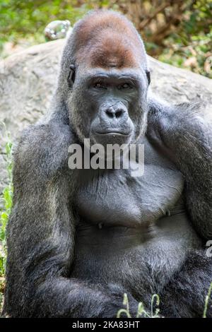 Il gorilla occidentale della pianura dallo ZOO DI ATLANTA. È una delle due sottospecie del gorilla occidentale che vive nelle foreste montane, primarie e secondarie Foto Stock