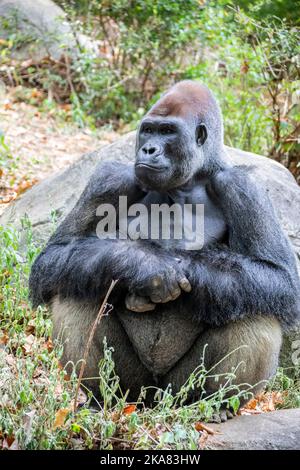Il gorilla occidentale della pianura dallo ZOO DI ATLANTA. È una delle due sottospecie del gorilla occidentale che vive nelle foreste montane, primarie e secondarie Foto Stock
