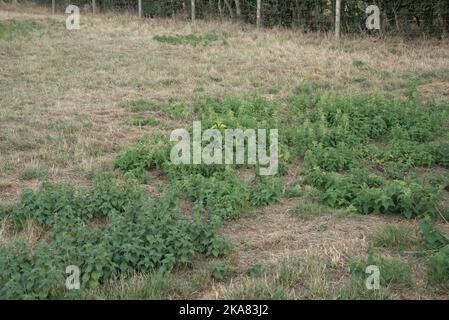 Ortiche pungenti (Urtica dioica) verdi, difficili e in rapida crescita attraverso pascoli aridi e secchi in una lunga siccità estiva, Berkshire, agosto 2 Foto Stock