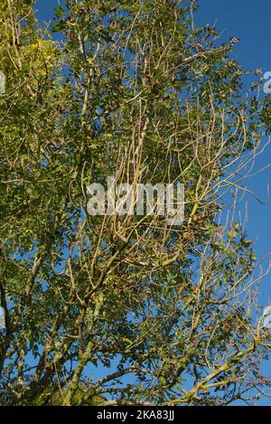 Sintomi di chalara cenere dieback (Hymenoscyphus fraxineus) su un piccolo albero di cenere morente (Fraxinus excelsior) con una grande cenere di salute dietro in autunno Foto Stock