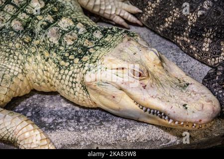 L'immagine closeup dell'alligatore albino americano (Alligator mississippiensis), è un grande rettile coccodrilico originario del sud-est degli Stati Uniti, Foto Stock