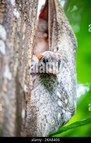 Un lemur volante Sunda (Galeopterus variegatus) selvaggio del bambino trovato nell'area pubblica dello Zoo di Singapore. È coperto dalla sua mamma. Non è un lemur Foto Stock