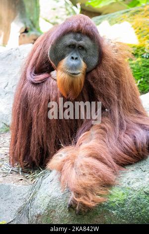 L'immagine closeup di un adulto maschio Sumatran orangutan 'Satria' (Pongo abelii). Si trova solo nel nord dell'isola indonesiana di Sumatra. Foto Stock