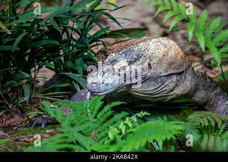 Il drago di Komodo sta camminando con la lingua fuori. È anche conosciuto come il monitor di Komodo, una specie di lucertola trovata nelle isole indonesiane di Komodo, Foto Stock