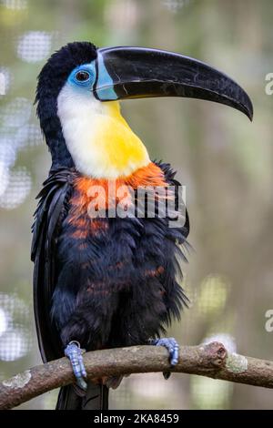 Un toucan canale-fatturato ( Ramphastos vitellinus) si trova sull'albero come altri toucans, il canale-fatturato è chiaramente segnato e ha una fattura enorme. Foto Stock