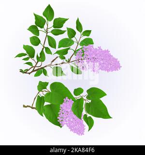Ramoscelli lilla con fiori e foglie vintage set due vettore illustrazione disegno a mano modificabile Illustrazione Vettoriale