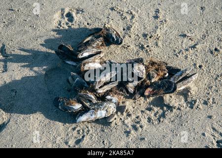 Gruppo di cozze attaccate con fibra, lavate sulla riva. Foto Stock