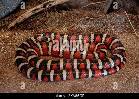 Un re-serpente di montagna di sonora si accoccolò intorno a se stesso in un recinto. Foto Stock
