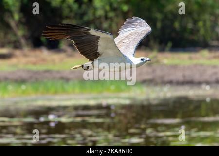 Un focus selettivo di un'aquila di mare dalle ventre bianche (Leucogaster di Haliaeetus) che vola sopra lo stagno Foto Stock