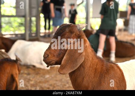 Un bel colpo di capra boer in una fattoria Foto Stock