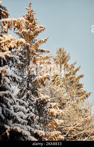 Scenario verticale immagine di alti pini coperti di neve dalla luce del sole, foresta invernale Foto Stock