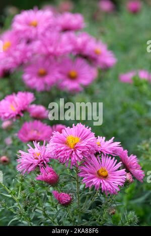 Aster novae-angliae Barr's Pink, New England aster Barr's Pink. Teste a fiore semi-doppie rosa, erbacee perenni, con dischi centrali giallo-dorato Foto Stock