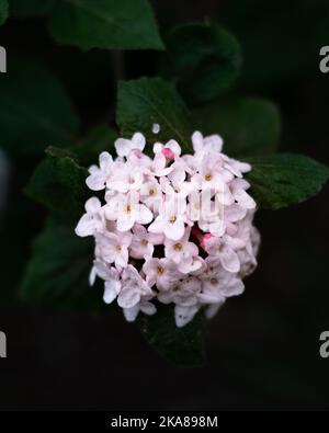 Un primo piano di splendidi fiori di arrowwood sullo sfondo di foglie verdi scure Foto Stock