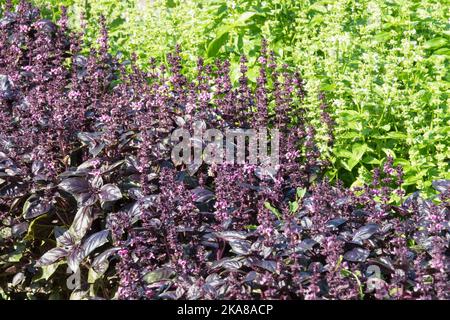 Saint-Josephs-Wort, Ocimum Basilicum, erbe basilico, Giardino, Viola, Verde, pianta di basilico Foto Stock