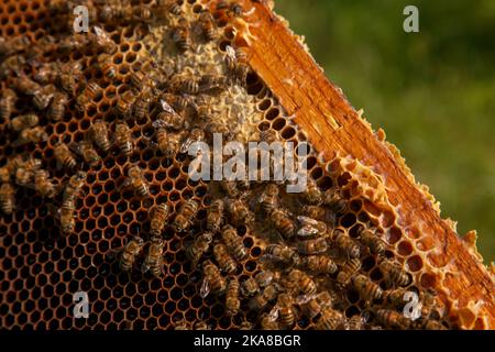 Cornici di un alveare appena preso da alveare con miele dolce. Api affollate sul nido d'ape giallo con celle aperte e sigillate per il miele dolce. Miele di api Foto Stock