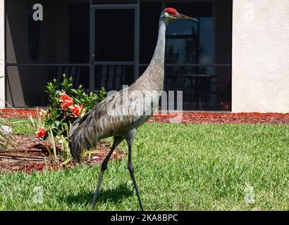 Gru di Sandhill, camminando attraverso erba, da casa, cortile, uccello molto grande, Grus canadensis, fronte rosso, piume di grumo tufted, collo lungo, gambe lunghe, Foto Stock