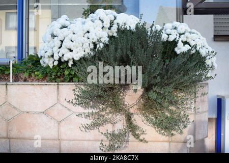 Crisantemo bianco fiori Foto Stock
