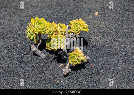 Un primo colpo di eonio arboreo sotto la luce solare Foto Stock