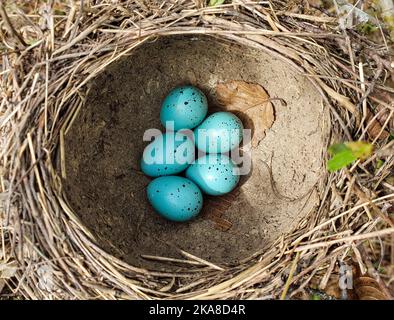 un primo piano con un nido di uccelli selvatici con uova, natue, blu Foto Stock