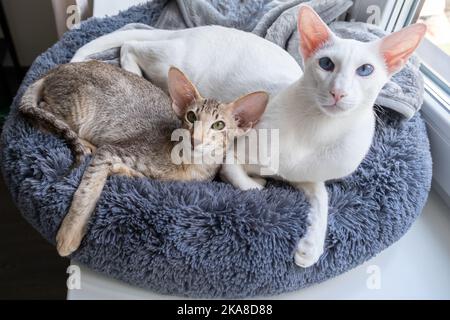Shorthair orientale gatto bianco e gattino piccolo tabby rilassarsi insieme Foto Stock