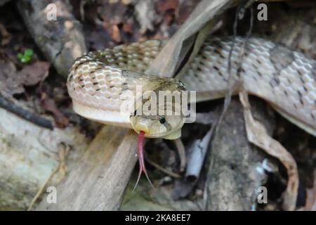 Un primo piano di un serpente velenoso con la sua lingua fuori strisciare intorno al ramo dell'albero Foto Stock