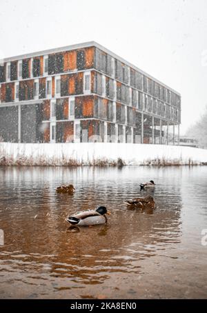 Un bel colpo di anatre selvatiche nel lago innevato in Germania Foto Stock