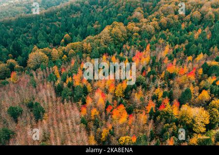 Splendidi alberi nei colori autunnali Foto Stock