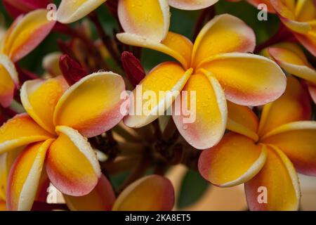 I fiori di Plumeria, detti frangipani, sono un genere di piante da fiore della sottofamiglia Rauvolfioideae Foto Stock