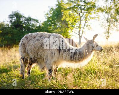 Bella scena fattoria all'alba con gruppo di alpaca grigia, marrone e nera a piedi e pascolo su collina erbosa retroilluminata al sorgere del sole con alberi in backgroun Foto Stock