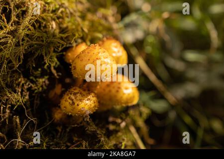 Un fuoco selettivo sparo di funghi minuscoli che crescono in superficie lucida Foto Stock