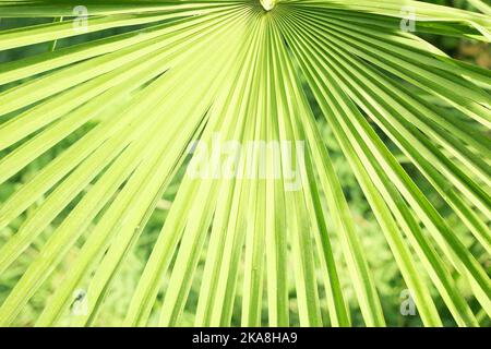 Fresh Green Palm Leaf Close Up Texture Foto Stock