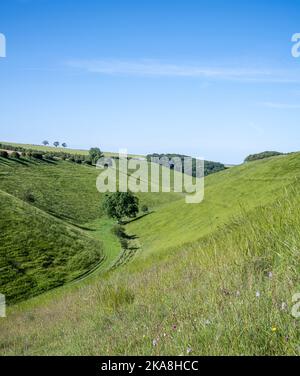 Fiori selvatici a Horsdale, sui Wolds dello Yorkshire Foto Stock