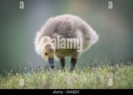 Baby Canada Goose alla ricerca di uno spuntino Foto Stock