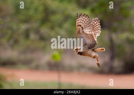 Un focus selettivo di un falco marrone in volo Foto Stock