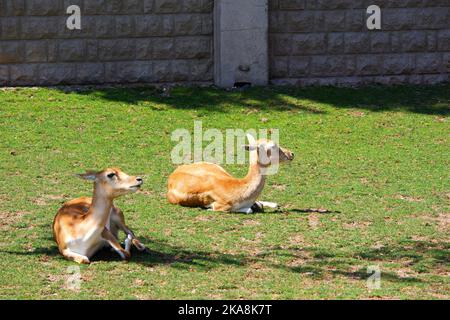 Blackbucks su erba in una giornata di sole allo zoo Foto Stock