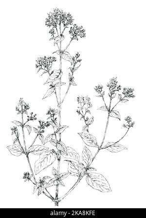 Oregano fiore ramoscello (Origanum vulgare) disegno botanico. Inchiostro sulla carta. Foto Stock