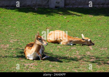 Blackbucks su erba in una giornata di sole allo zoo Foto Stock