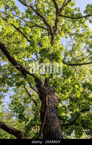 Guardando verso l'alto un maestoso albero di quercia con i suoi rami di diffusione e le foglie verdi nei boschi primaverili a North Branch, Minnesota USA. Foto Stock