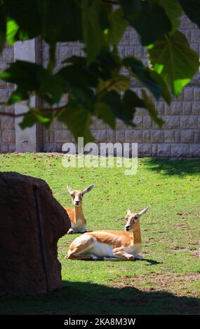 Blackbucks su erba in una giornata di sole allo zoo Foto Stock