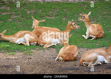 Blackbucks su erba in una giornata di sole allo zoo Foto Stock