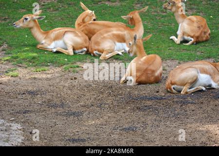 Blackbucks su erba in una giornata di sole allo zoo Foto Stock