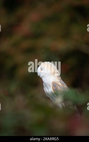 Capannone: Tyto alba. Uccello prigioniero, condizioni controllate. Hampshire, Regno Unito Foto Stock