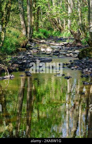 Una soleggiata mattina d'autunno sul torrente Oak Beck con tronchi d'albero, erba verde e fogliame verde che si riflette sull'acqua, Harrogate, North Yorkshire, UK. Foto Stock