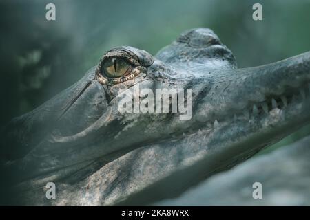 Un primo piano della testa di un coccodrillo sott'acqua Foto Stock