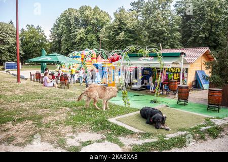 Foto dei cani randagi serbi che dormono sui marciapiedi delle strade di Arandjelovac, Serbia, in estate. La Serbia ha un numero importante di vagabondanti Foto Stock